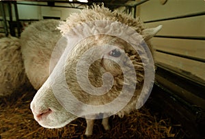 DOLLY THE CLONED SHEEP in the world