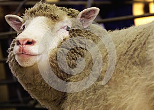 DOLLY THE CLONED SHEEP in the world