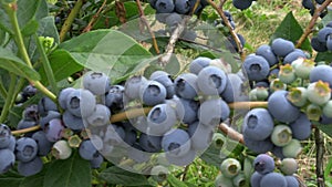 dolly left clip of fruit laden blueberry bushes at a farm near bellingham wa