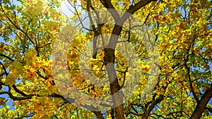 Dolly shot of camera moving under oak tress covered with yellow and red leaves at autumn park. Abstract nature background