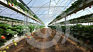 Dolly shot between strawberry plants in greenhouse