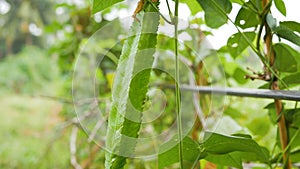 Dolly slider Psophocarpus tetragonolobus green long bean in nature farm fresh vegetable for good health