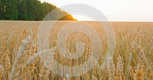 Dolly slider reveal wheat field at sunset with sun flares. Sun sets over the green forest. Rich harvest, agricultural