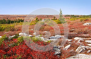 Dolly Sods