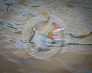 Dolly Varden trout fish swimming in a lake in closeup