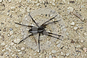 Dolomedes fimbriatus