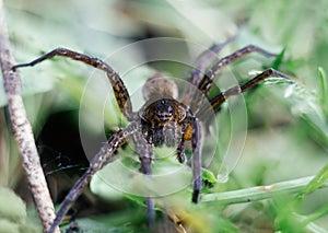 Dolomedes fimbriatus, fishing spider, raft spider, water spider, pisaura in grass on green background. Big spider