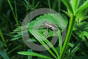 Dolomedes fimbriatus Raft Spider spider hanging web