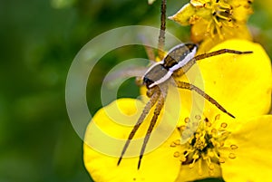 Dolomedes fimbriatus on yellow flower...