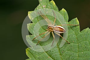 Dolomedes fimbrinatus