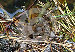 Dolomedes plantarius spider