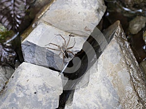 Dolomedes spider on stone in stream with leg in water `fishing`. Commonly known as fishing, raft, dock or wharf spiders