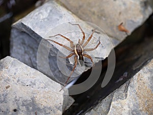 Dolomedes spider on stone in stream with leg in water `fishing`. Commonly known as fishing, raft, dock or wharf spiders