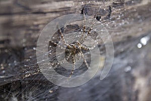 A Dolomedes Spider up close