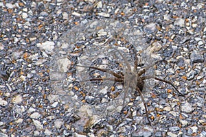 Dolomedes triton Six spotted fishing spider