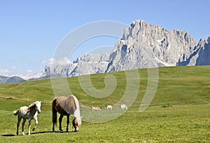 Dolomite landscape and horses 2