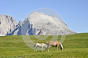 Dolomite landscape and horses