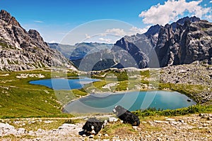 Dolomites landscape with dogs