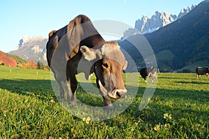 Dolomites mountain cow photo