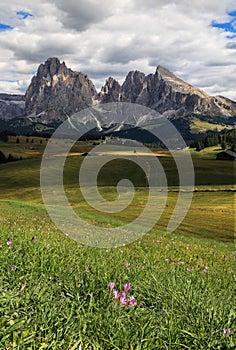 Dolomites peaks Sassolungo - Langkofel on Seisler Alm or Alpe di Sisusi with autumnal crocus purple pink flowers