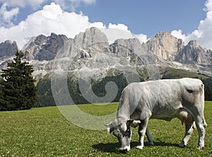 Dolomiten gruppe 