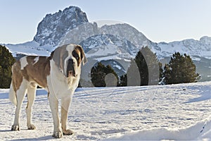 The Dolomites and a San Bernardo photo