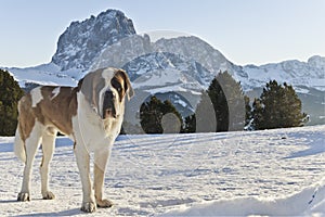 The Dolomites and a San Bernardo