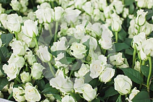 Dolomiti white roses on flowerbed background