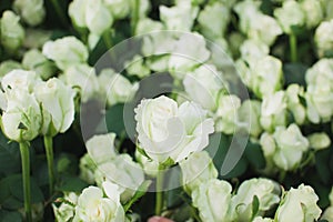 Dolomiti white roses on flowerbed background