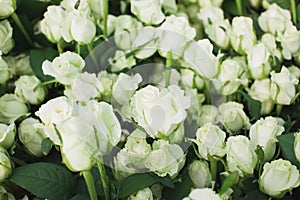 Dolomiti white roses on flowerbed background