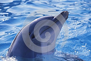 Dolphin