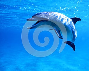 Dolphin