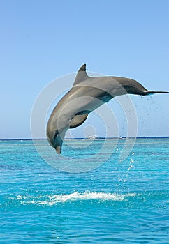 Dolphin