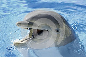 Dolphin