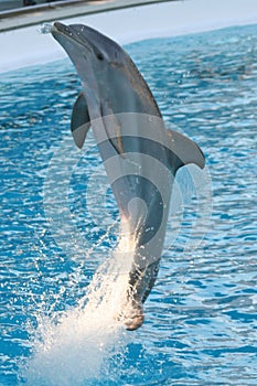 Dolphin