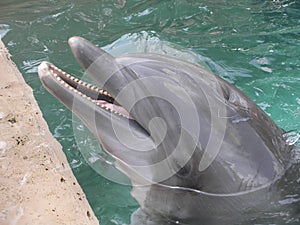 Dolphin