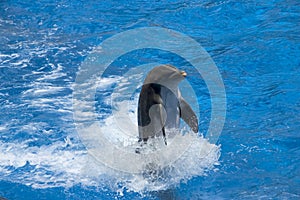 Dolphin photo