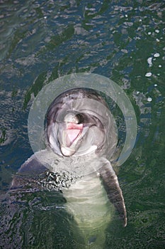 Dolphin