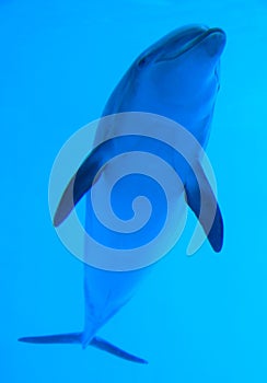 Dolphin photo