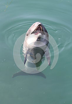 Dolphin