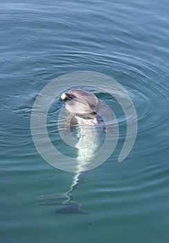 Dolphin