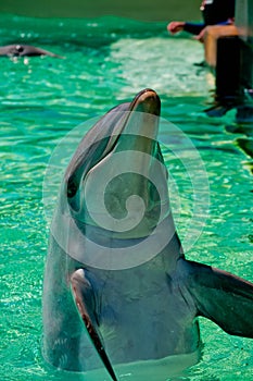 Dolphin