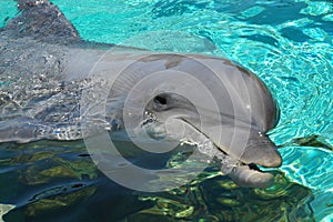 Dolphin