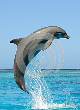 Dolphin