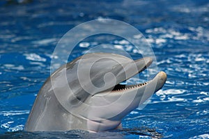 Dolphin