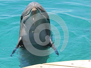 Dolphin