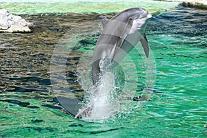Dolphin
