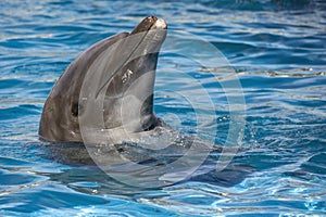 Dolphin accelerating in blue water for a next jump