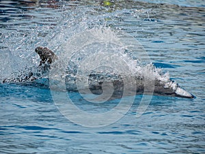 Dolphin accelerating in blue water for a next jump