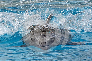 Dolphin accelerating in blue water for a next jump